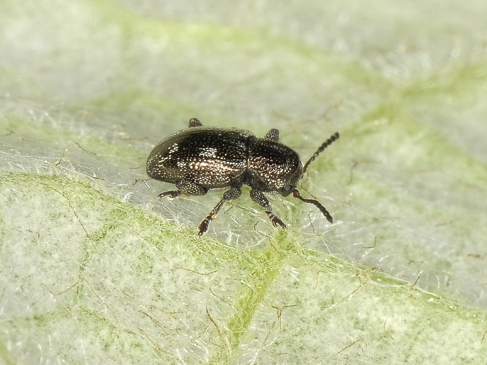 Pachnephorus villosus, Chrysomelidae